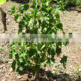 Jatropha Curucs Extract thumbnail-3