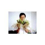 China (Mainland) Fresh Wasabi thumbnail-1