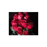 Artificial Flowers PU Bird of Paradise thumbnail-2