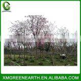 Bauhinia Blakeana Diameter 8-10cm thumbnail-1