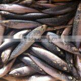 NEW LANDING FROZEN FISH PACIFIC MACKEREL SEA FROZEN 400-600G thumbnail-6