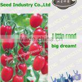 Hybrid Best Seeds Tomato With Good Price