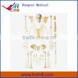 Disarticulated Bone Model of Human Skeleton (Free Bone) Model