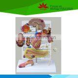 Low Priced Heart Beat and Blood Circulation Electric Model thumbnail-3