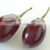 BRINJAL VIOLET thumbnail-1