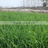 High Quality Dried Barley Grass Powder Supplier thumbnail-6