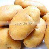 World Best Selling Wholesale Potato Importers