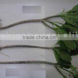 Plumeria Rubra thumbnail-1