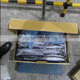 Pelagic Pacific Saury 2# 100-120g Whole Round China Origin thumbnail-1
