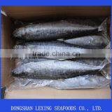 Frozen Spanish Mackerel,IQF,W/R,fresh