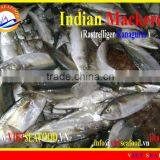 FROZEN W/R INDIAN MACKEREL thumbnail-4