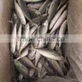 IQF Light Caught Frozen Round Scad Frozen Horse Mackerel thumbnail-1