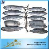 Zhejiang Ningbo Sea Frozen Bonito Tuna thumbnail-2
