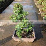 S Shape Small Indoor Bonsai Carmona Bonsai Tree (Fukien Tea) thumbnail-4