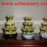 Lucky Bamboo Dracaena Sanderiana Tower thumbnail-1