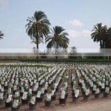 Algoros Viveros Sl company overview - view 2 thumbnail