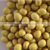 Soybean Fiber thumbnail-1