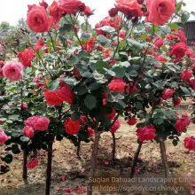 the Price of 5 - Centimeter Chinese Rose Flowers From Henan is Cheap. we Guarantee Survival and Free Shipping. thumbnail-2