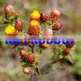 Natural Spikenard Essential Oil