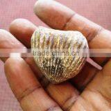 Ammonite Fossil thumbnail-4