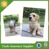 Resin Life Size Dog Statues For Home Decoration thumbnail-5