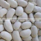 we are supplying larger white kidney beans with good quality for sale