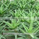 Aloe Vera Extract Whitening Moisturizing Skin 100% Natrual thumbnail-2