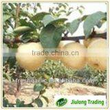 Chinese ya Pear Average Wholesale Price thumbnail-1