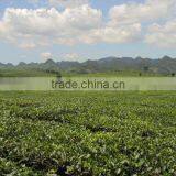 Green Tea in Moc Chau thumbnail-3