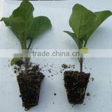 Newest Top Quality Hydroponic Rice Seedling Tray thumbnail-1