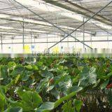 Inflation Greenhouse thumbnail-3