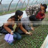 Landscape Fabric Mulch Fabric Polypropylene thumbnail-1