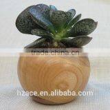 Sphere Succulent Air Plant Planter Wood thumbnail-1