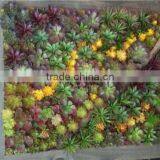 Home and Outdoor Decoration Synthetic Cheap Artificial Vertical Green Grass Succulent Wall E08 04C47 thumbnail-4