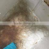 Glass Eel Anguilla Rostrata thumbnail-4