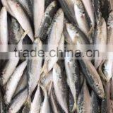 BQF Frozen Horse Mackerel/round Scad thumbnail-1