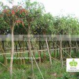 Callistemon Viminalis Outdoor Landscaping Trees thumbnail-3