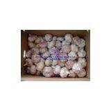 China Fresh Garlic thumbnail-1