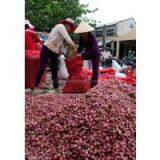 Dried RED PURPLE ONION Vietnam 2016 (Jolie Whatsapp Viber 84 98 358 7558) thumbnail-2