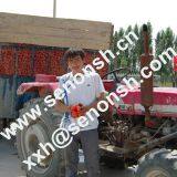 Tomato Paste Production Line 300tons per Day thumbnail-3