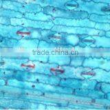 Plant Leaf Slides , Plant Leaft Epidermis Slides ,leaf Slides of Botany,leaf Spidermis Slides thumbnail-5