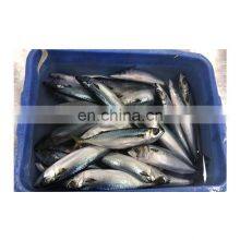 Weihai Seafood Frozen Pacific Mackerel thumbnail-4