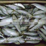 Whole Round BQF Frozen Fish Sardine Fish thumbnail-2