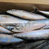 Frozen Whole Round Pacific Mackerel in Ningbo Port
