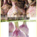 2016 Fresh Garlic,normal White Garlic, Pure White Garlic thumbnail-1