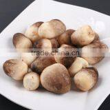 Polish Wild Dried Straw Mushroom Volvaria Volvacea China