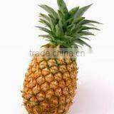 Fresh Victoria Extra Sweet Pineapples For Russia Market