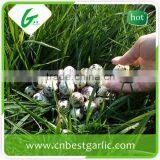 Fresh Quail Eggs Export India thumbnail-5