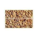 Neem Seed thumbnail-1