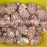 Small Fresh Taroes thumbnail-2